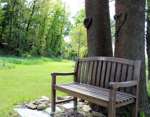 Holzbank zwischen zwei Bäumen in einer grünen, sonnigen Landschaft.